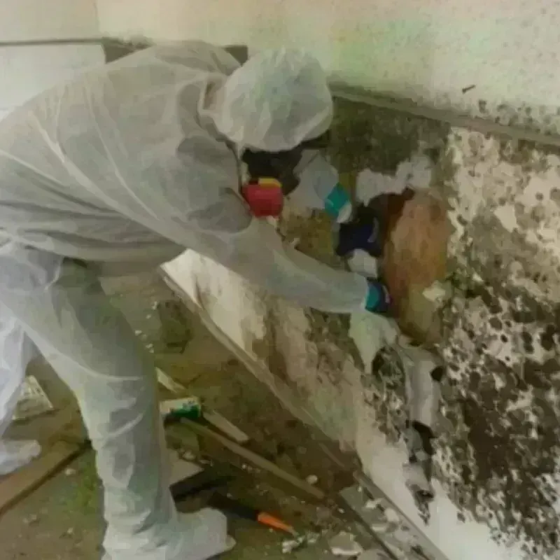 Mold Remediation and Removal in Abram, TX